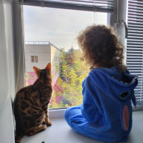 День кошек День кошек.